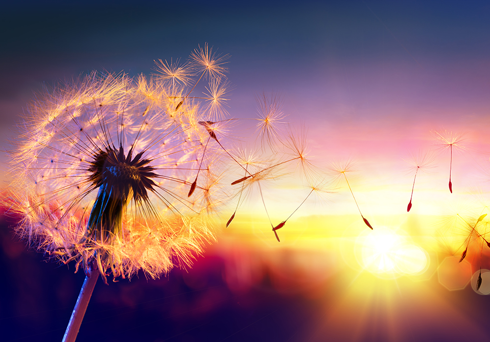 dandelion blowing in the wind representing wishes with sunset in background