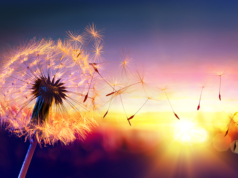 dandelion blowing in the wind representing wishes with sunset in background